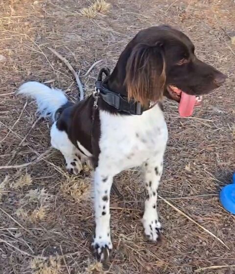 PETIT EPAGNEUL DE MUNSTER 0 67000 Strasbourg