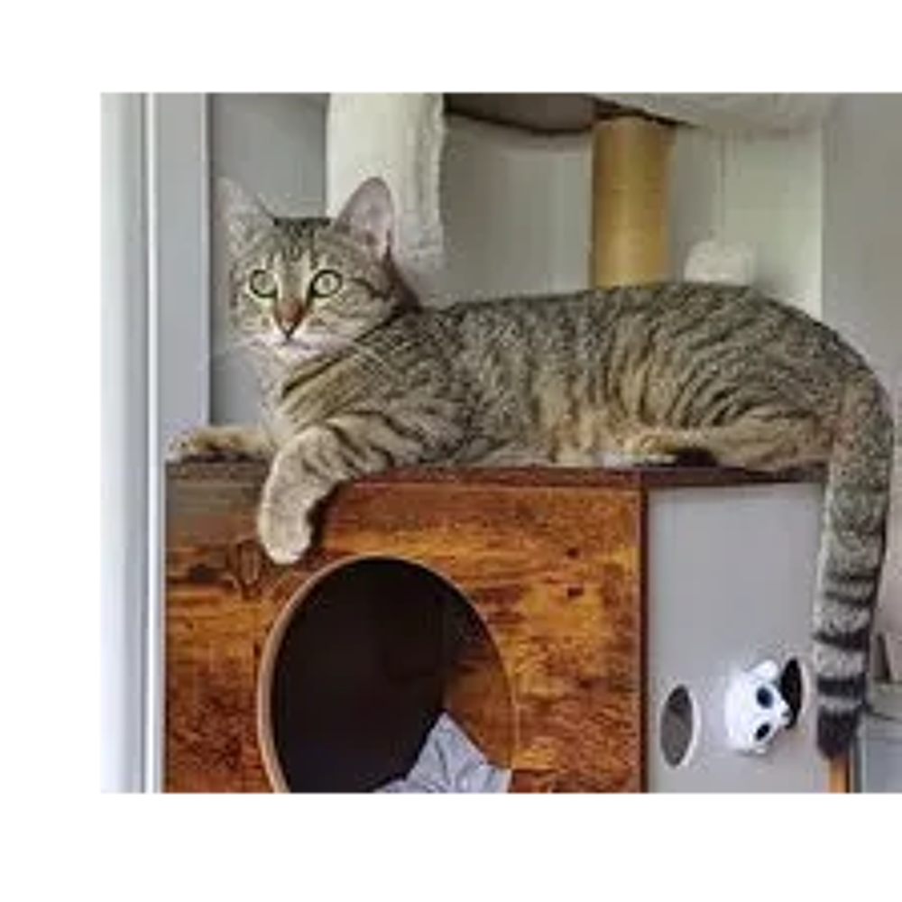   ISO FEMELLE TIGREE 2 ANS 1/2 