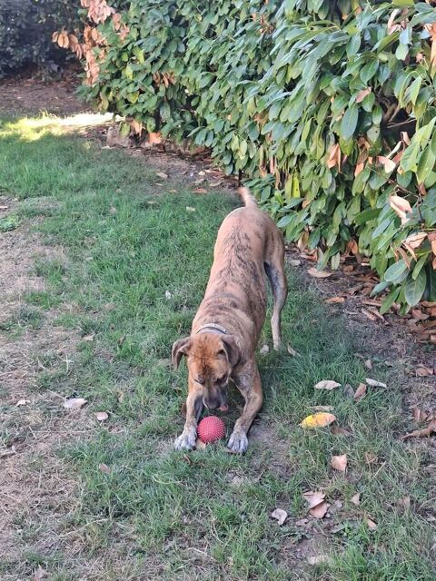 Crois&eacute; boxer 0 49500 Segré