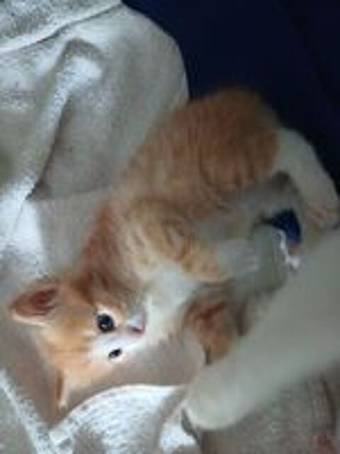   Chaton norvégien/angoras turc  