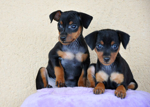 Adorables chiots pinschers nains LOF 1500 78970 M�zi�res-sur-seine