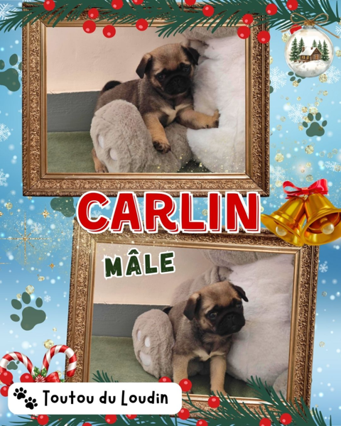 Chiot carlin m&acirc;le 800 18140 Pr�cy