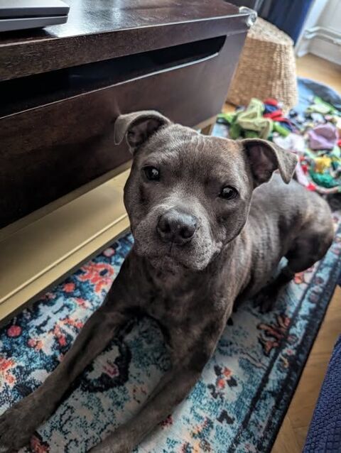 Chien WINNI &agrave; l adoption 350 69001 Lyon