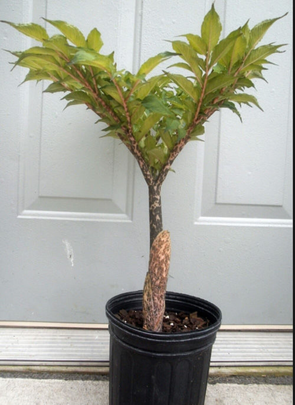 AMORPHOPHALLUS BULBE Jardin