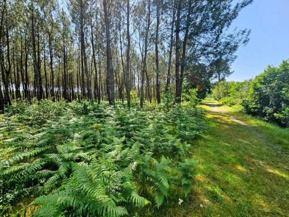   saisonnière dans les Landes Aquitaine, Labouheyre (40210)