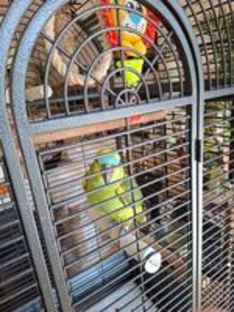   Recherche amazone à front bleu  