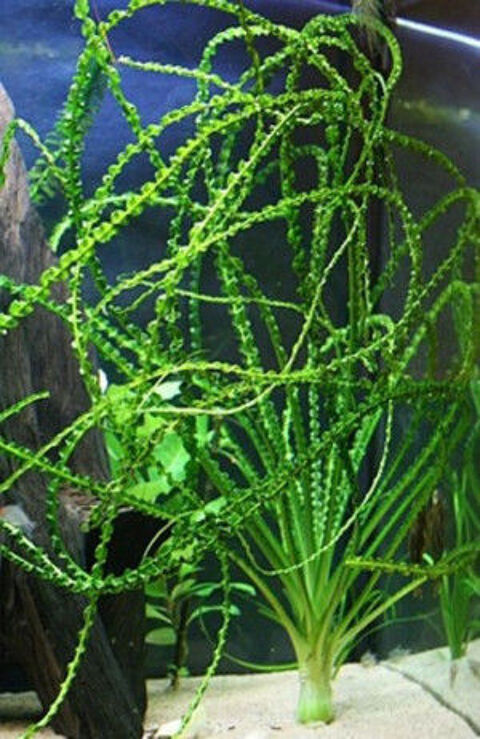 Diverses plantes d'aquarium 1 21250 Montmain