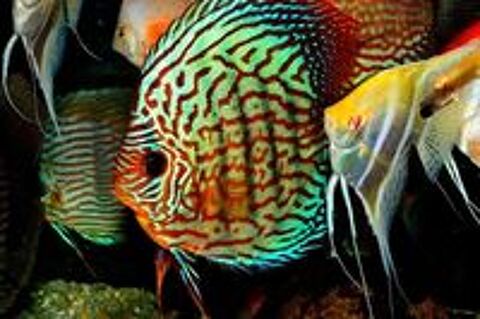   Poisson Discus pour aquarium 