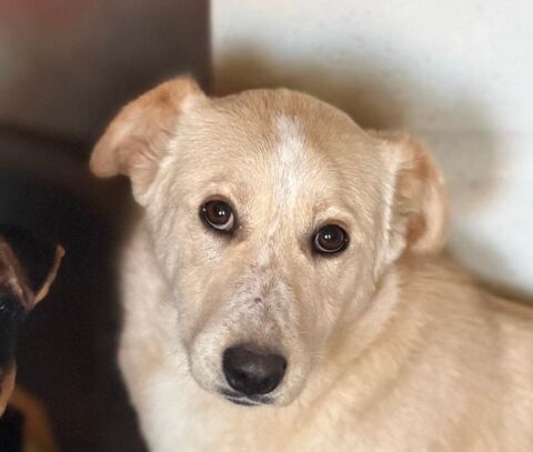 IRIS 320 27620 Gasny