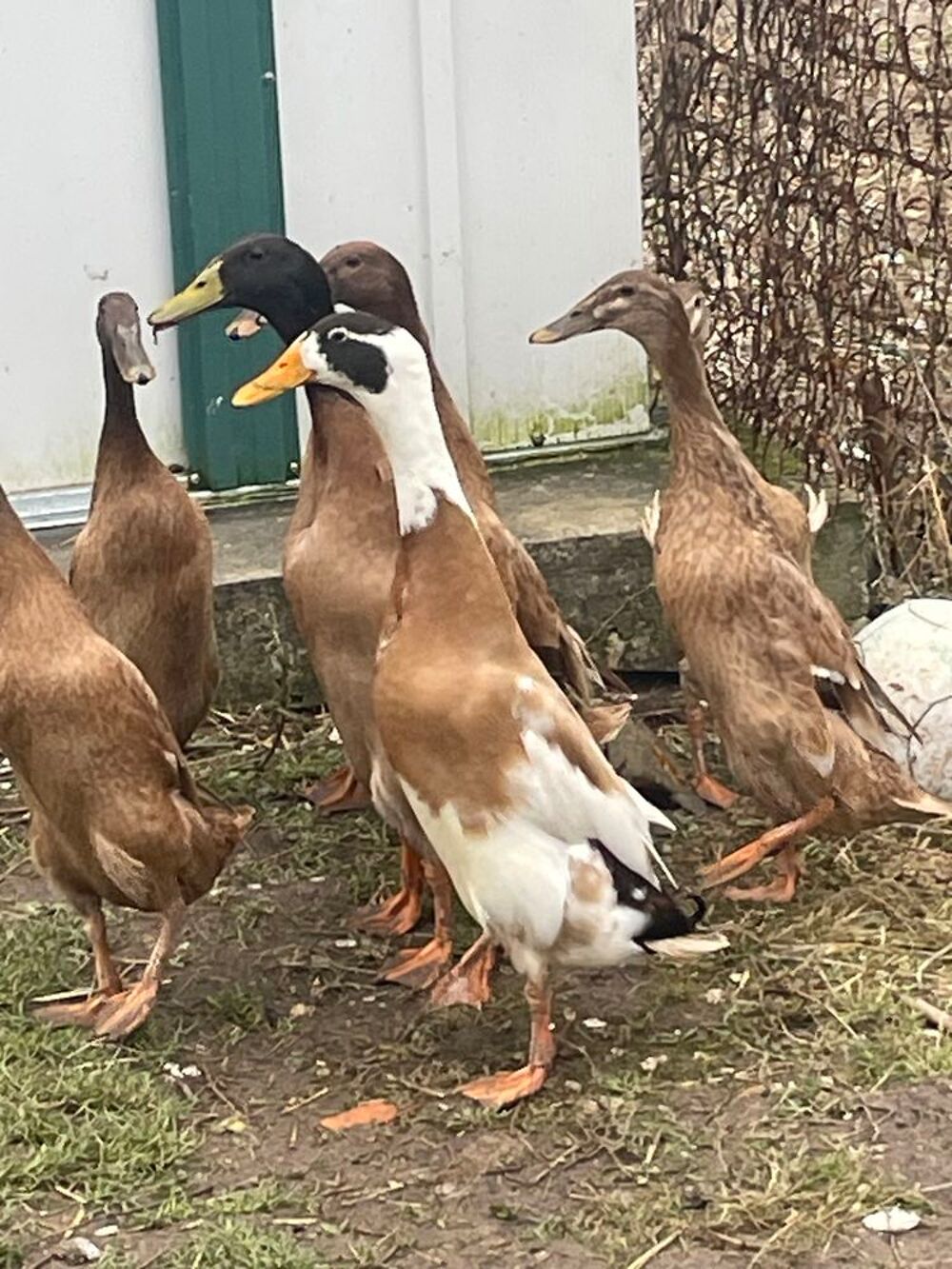   Couple de canard coureur indien sur royan 17200 