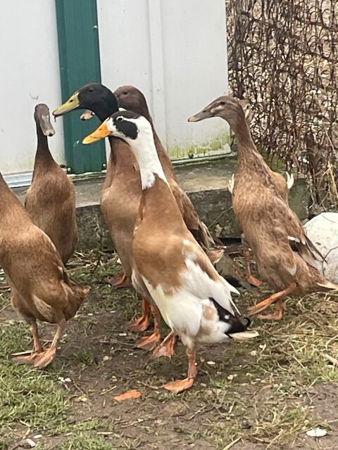Couple de canard coureur indien sur royan 17200 20 17200 Saint-sulpice-de-royan