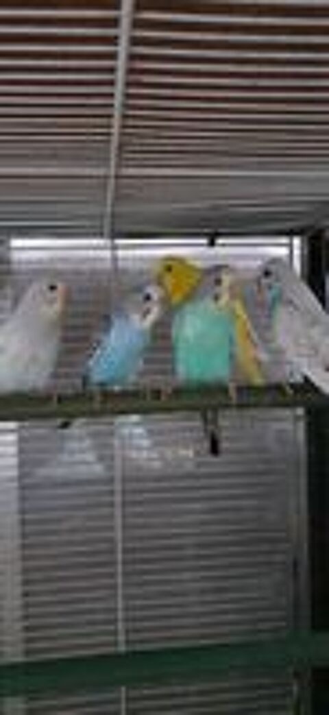   OISEAUX DE CAGES ET DE VOLIÈRES  