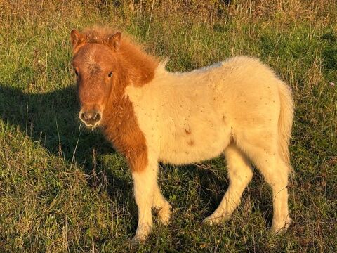  PONEY SHETLAND PIE 
500 67320 Rauwiller