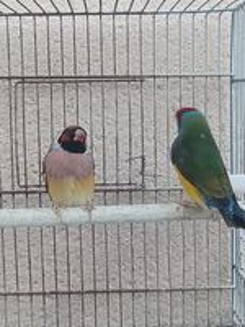   Couple Diamant de Gould  