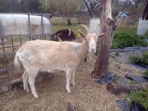 NARVA, jolie chèvre de grande taille à l'adoption 44170 Abbaretz