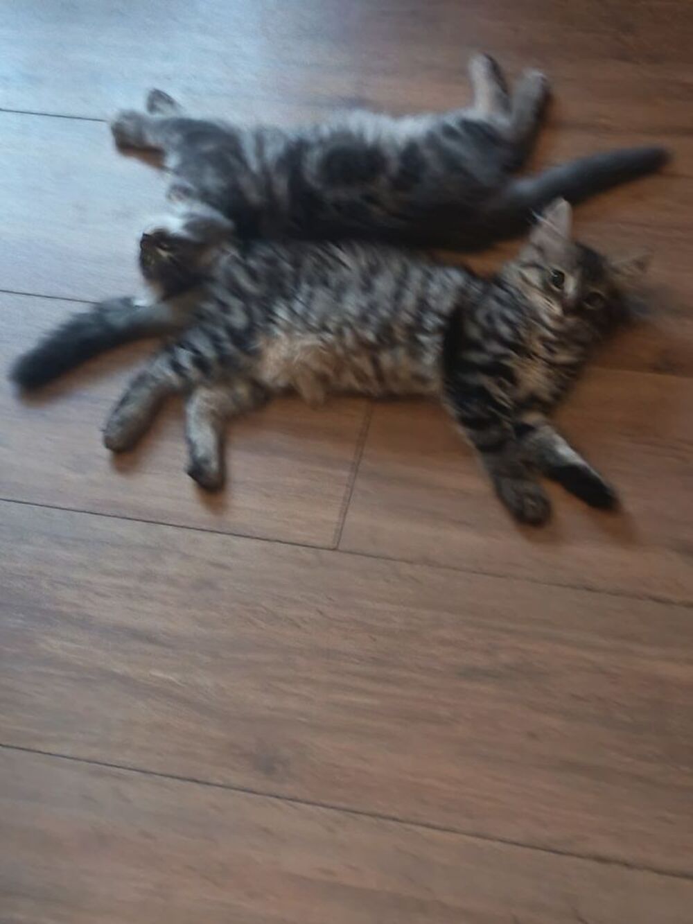   Chaton de 3 mois .femelle robe tigré noire et marron clair . 