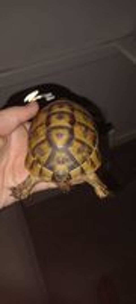   Tortue  