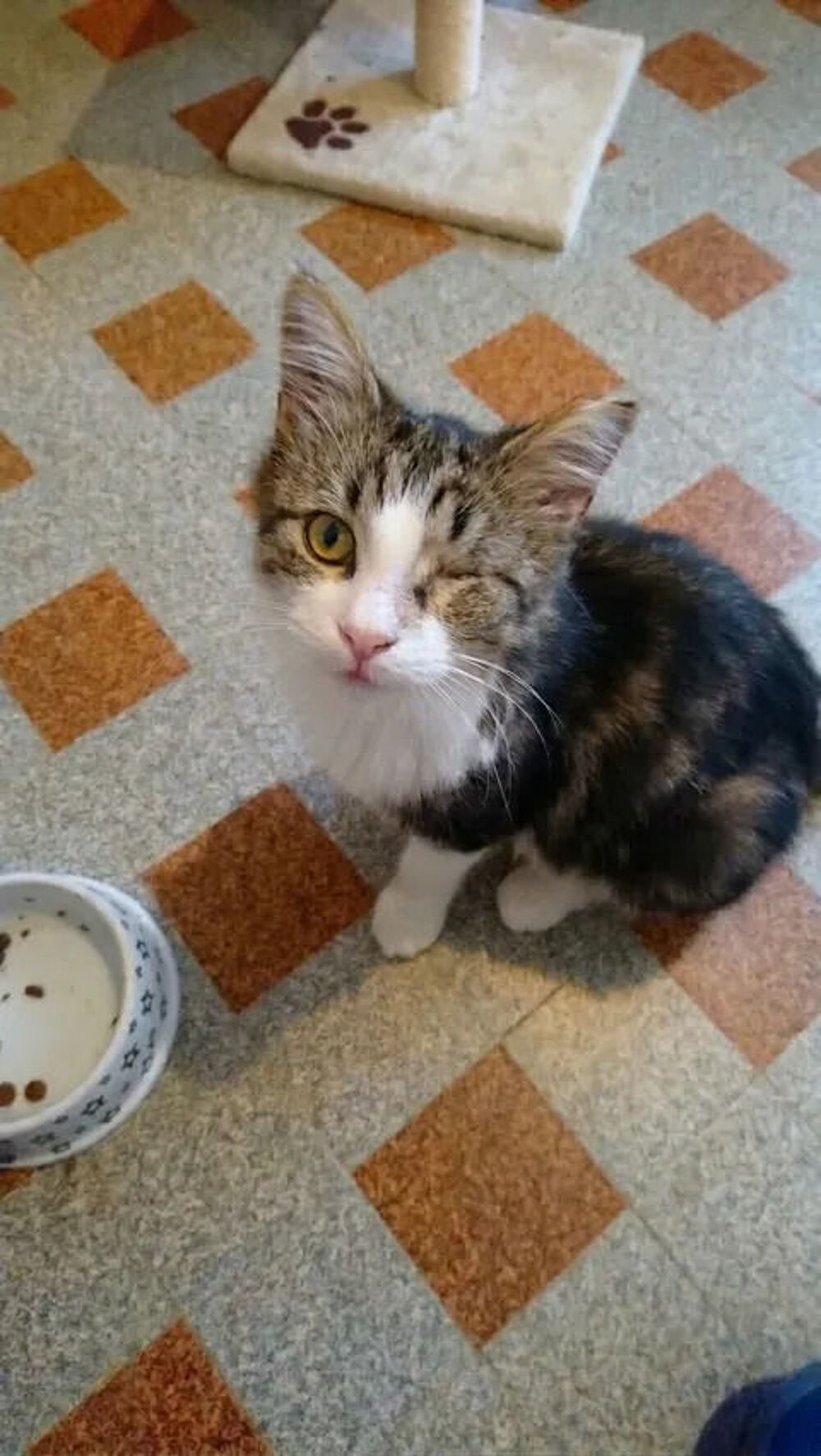   Diva chatte adorable 1 an cherche famille 