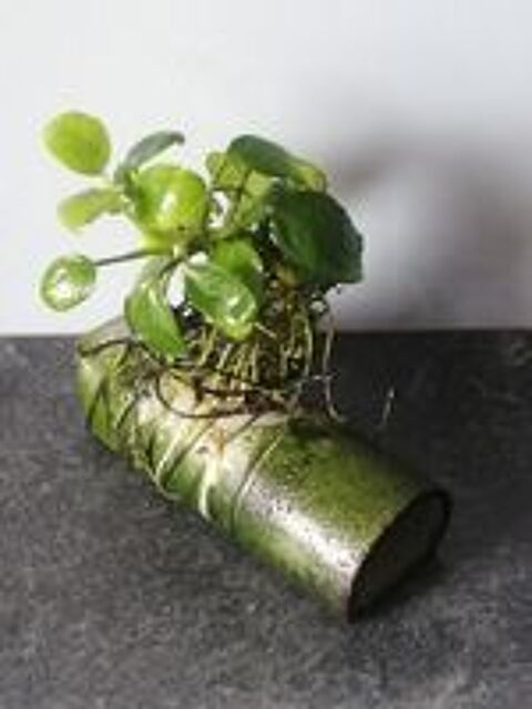   Cachette pondoir avec plante 