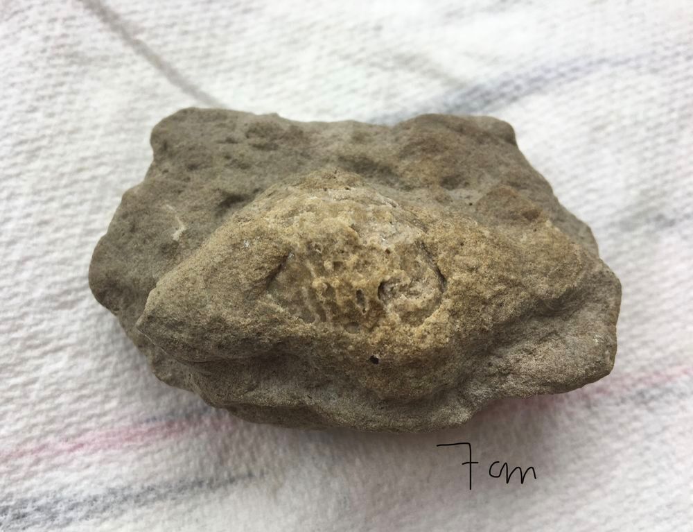 Coquillage fossilis&eacute; 