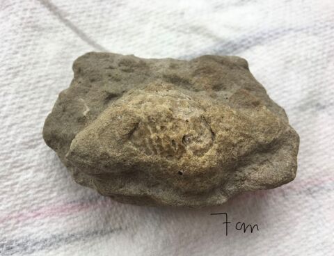 Coquillage fossilisé 7 Paris 20 (75)