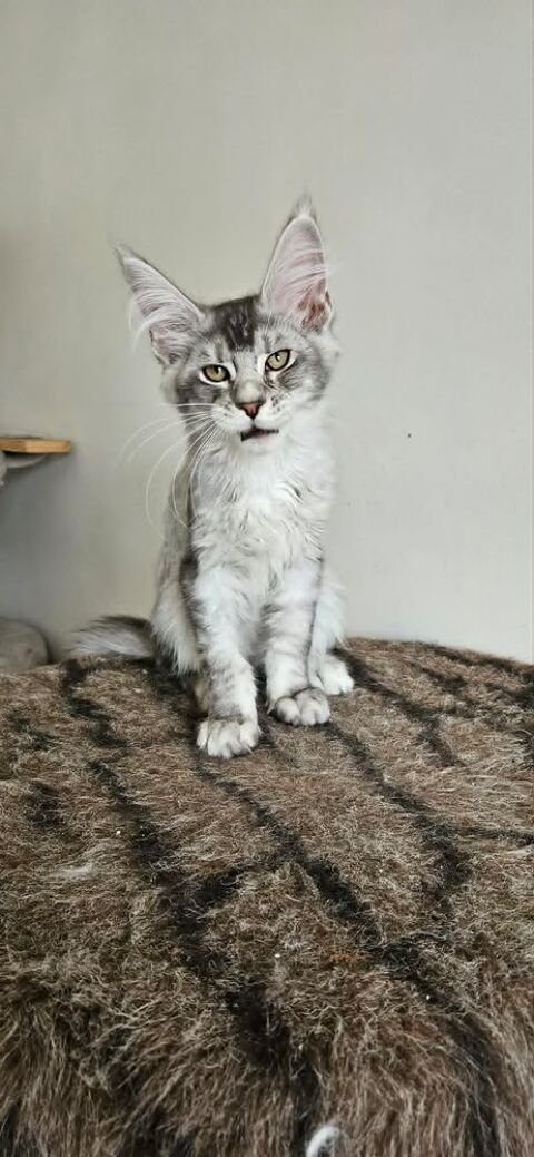 sublime Chaton maine coon loof 1700 77640 Jouarre
