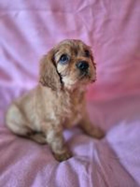   Chiots Cavalier king charles  