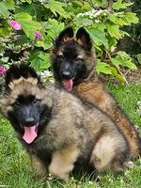  superbes chiots tervuerens 