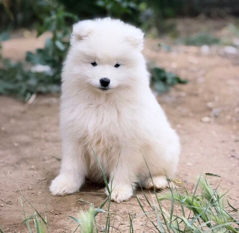 🐻‍❄️🤍 Chiots Samoy&egrave;de LOF type ours (parents test&eacute;s sant&eacute; 🧬🩺) � lign&eacute;e sib&eacute;rienne prestigieuse 1990 66450 Pollestres
