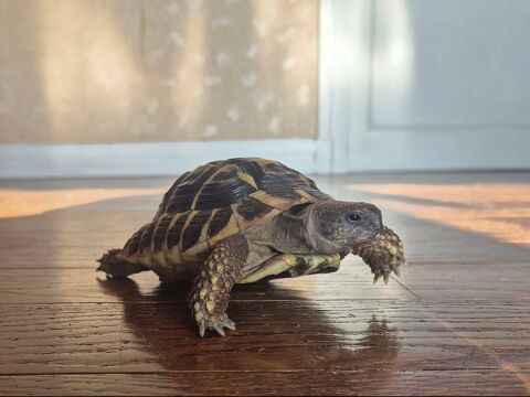Tortues 69100 Villeurbanne