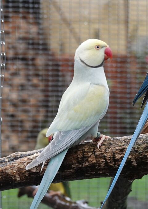 Perruche &agrave; collier 120 33000 Bordeaux