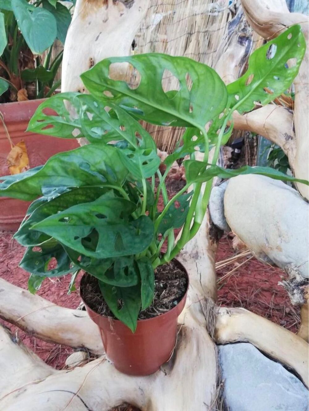plante monstera monkey / adansonii Jardin