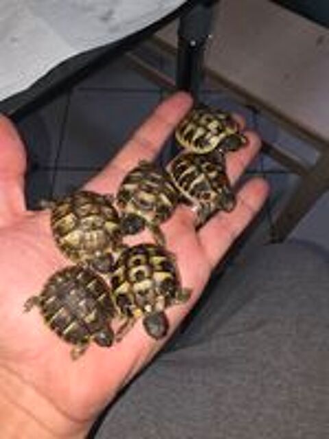   Tortue  