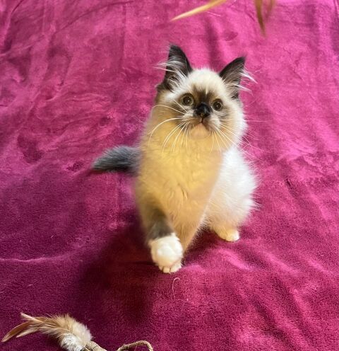 À. Vendre chaton ragdoll 1000 33390 Berson