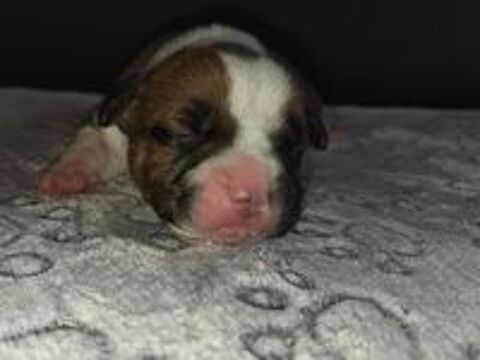   Staffordshire Bull Terrier LOF,  Staffie,  Staffy  