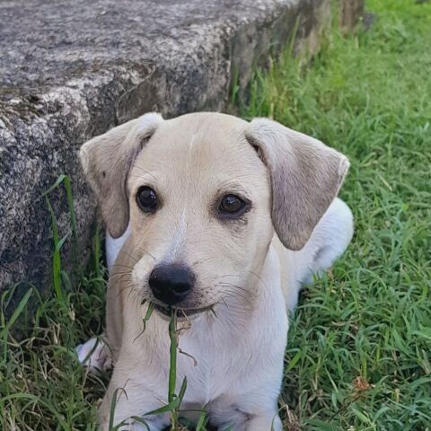 Yuno, femelle X border née le 14/09/2025 300 77000 Livry-sur-seine