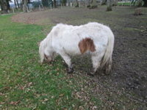    donne ponette shetland 

