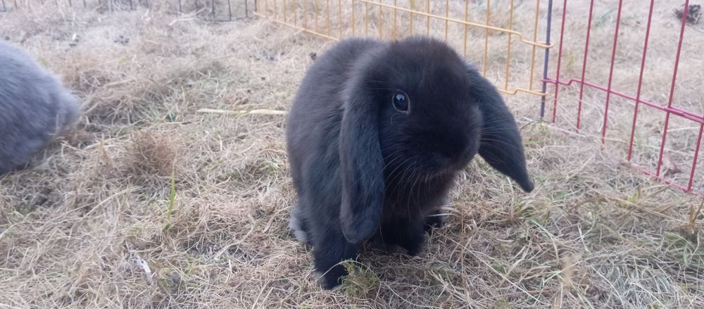   Lapin nain bélier  