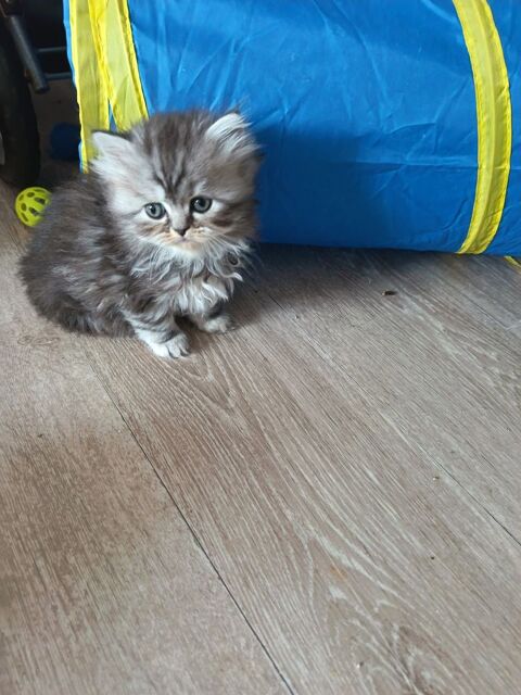 Chaton persan 600 59494 Petite-for�t