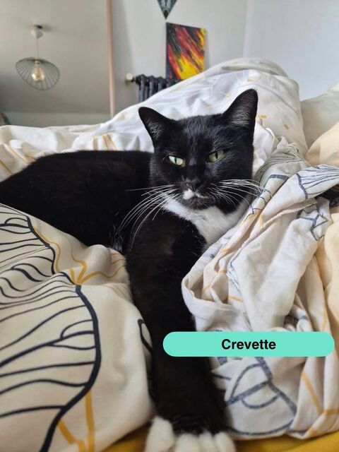 Crevette, chatte noire et blanche &agrave; adopter 230 44640 Le pellerin