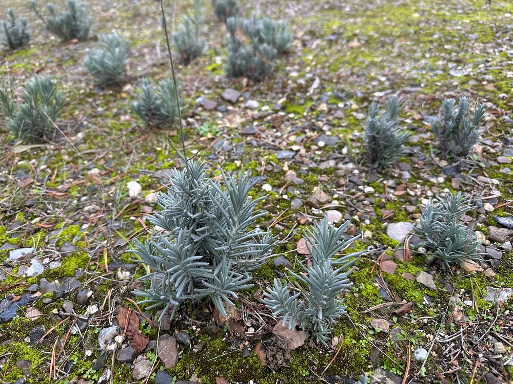 Superbes lavandes racine nues
Jardin