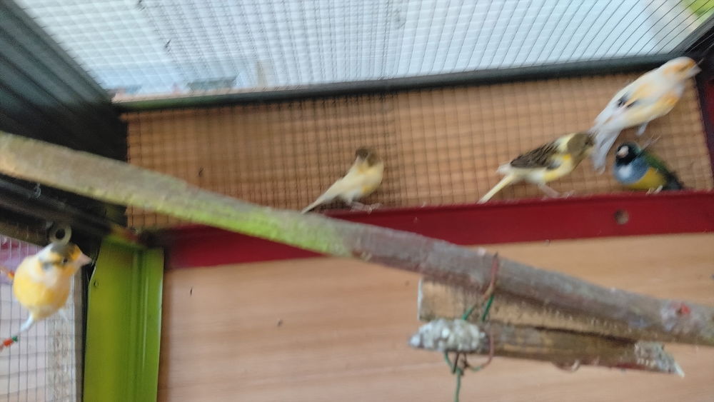   Canaris et Diamant de Gould 