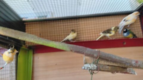 Canaris et Diamant de Gould 7 44521 Oudon