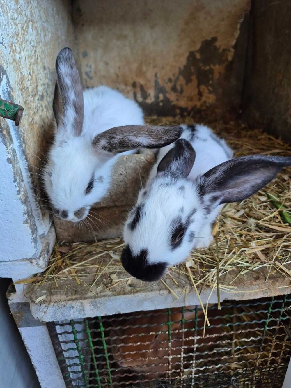 lapin geant papillon Jardin