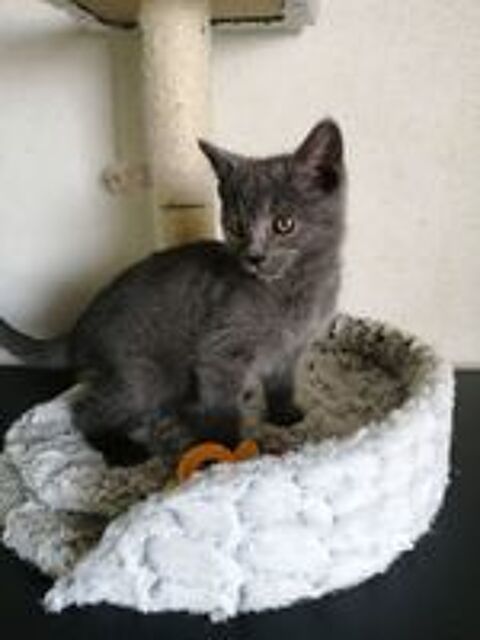   Beaux Chatons Chartreux LOOF 