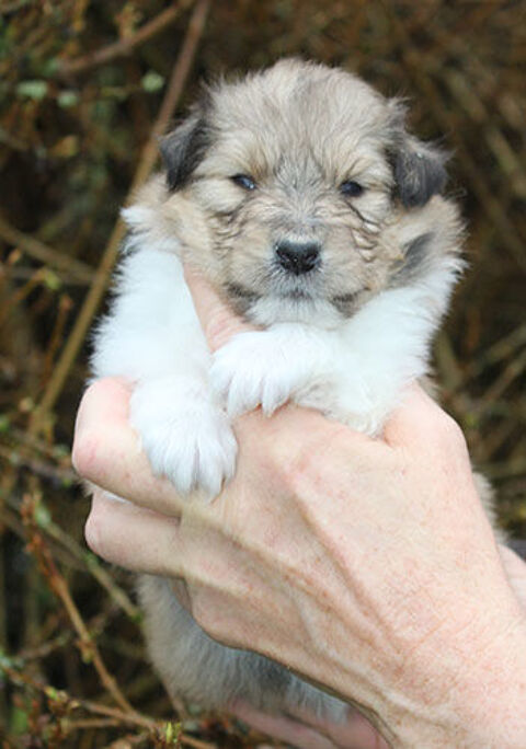 A r&eacute;server chiot colley (Lassie) 1450 88240 Bains-les-bains