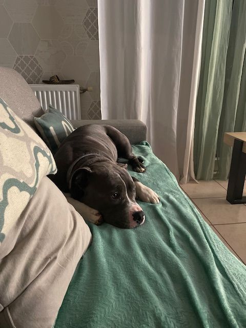 Chien ALTO &agrave; l adoption 300 26200 Mont�limar