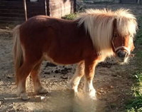   Poney  