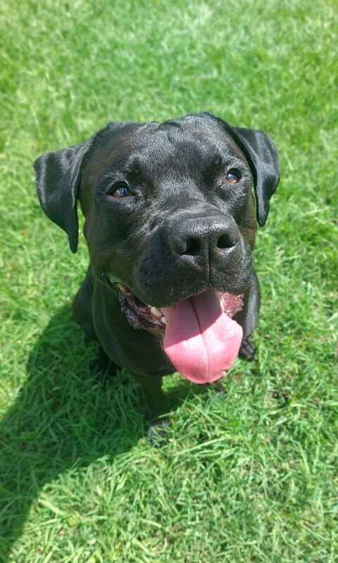 Tito, m&acirc;le crois&eacute; berger, n&eacute; le 10/02/2022 🐶 380 44000 Nantes