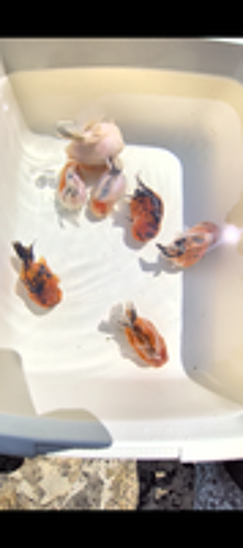   Oranda short Body 